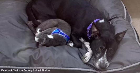 Black-and-white dog curled up in a bed cuddling closely with a smaller gray cat, both resting together.