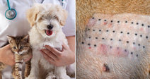 On the left, a veterinarian holds a puppy and kitten; on the right, a shaved dog's belly shows suture staples post-surgery.