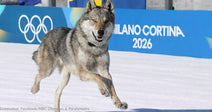 wolfdog running in snow at Milano Cortina 2026 Olympics