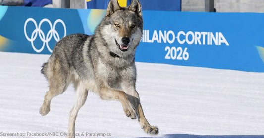 wolfdog running in snow at Milano Cortina 2026 Olympics