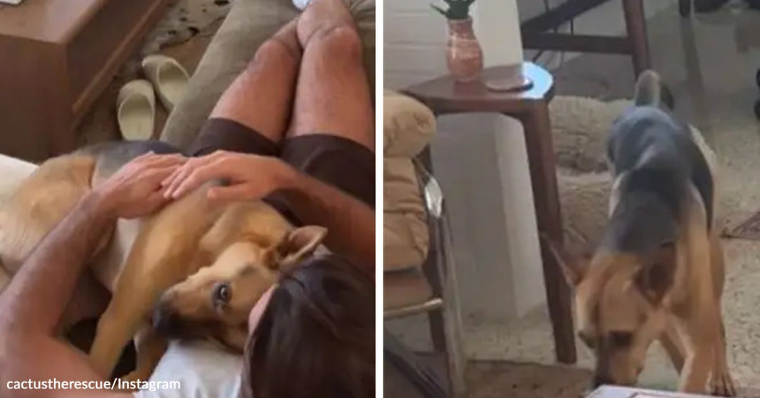 Split image showing a tan dog cuddled against a person on a couch, followed by the same dog walking through a living room.
