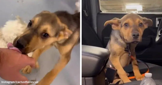 Rescue Dog Fights Going Home Before Dad Changes Everything
