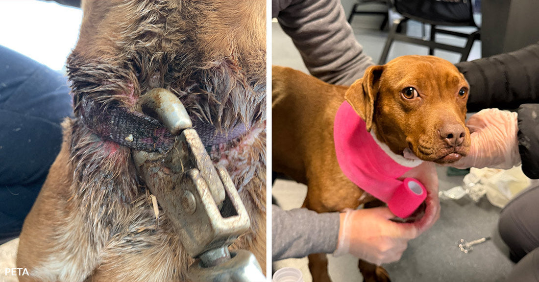 Split image showing a close-up of an embedded collar injury on one side and the same brown dog being treated with a bright pink neck bandage on the other.