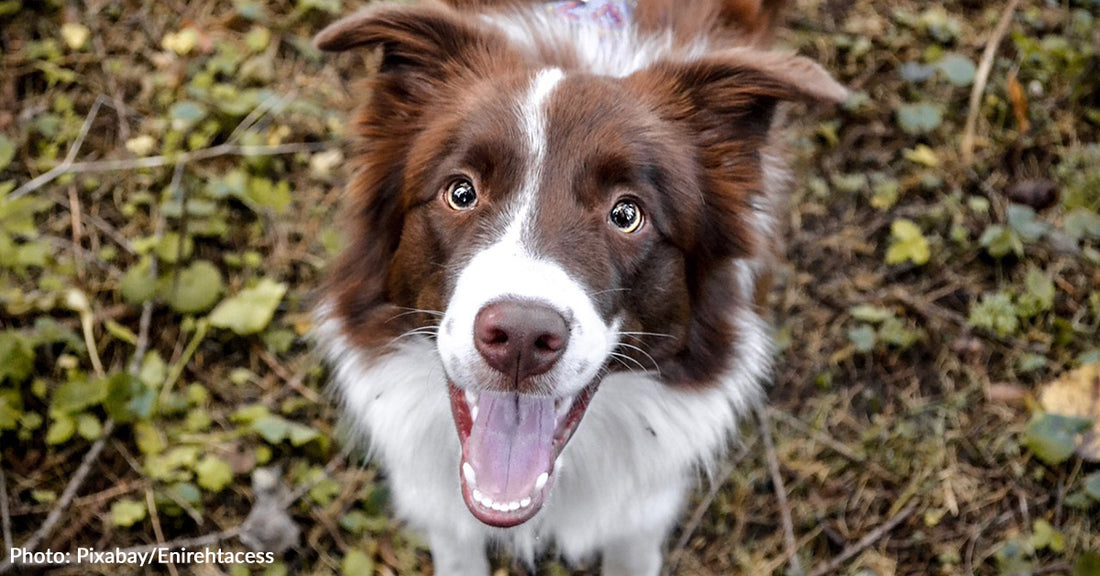 Study Finds Humans Can Read Dog Facial Expressions