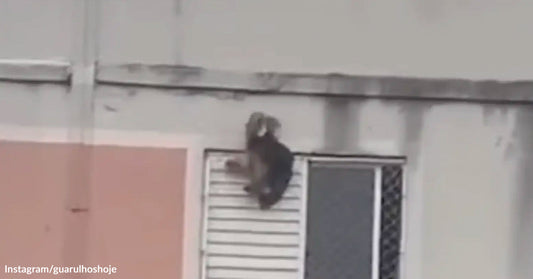 A dog clings to a slatted window in a building.