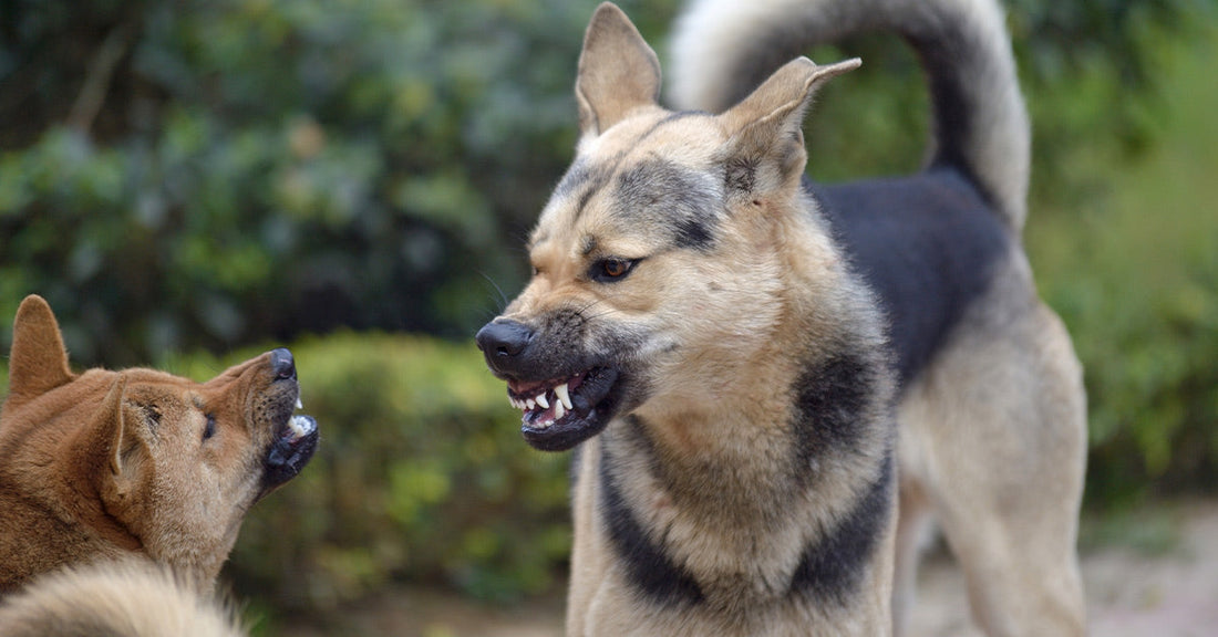 Two dogs bare their teeth and snarl at each other outdoors, appearing to fight.