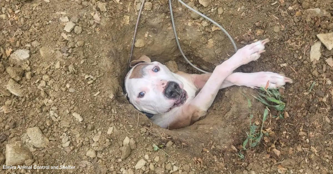 Dog stuck in a hole, looking up with a concerned expression.