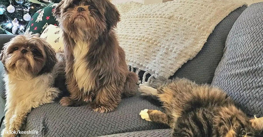 Two small fluffy dogs sit upright on a gray couch while a long-haired cat lies stretched out beside them; a decorated Christmas tree is visible in the background.