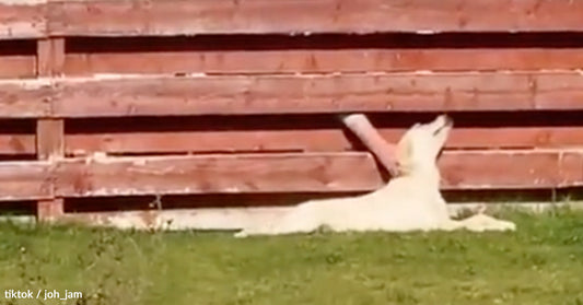 A white dog lays on grass, looking at a wooden fence in sunlight.