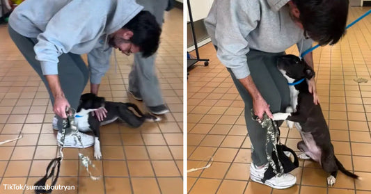 Split image of a small black-and-white puppy greeting a man indoors, first rolling excitedly on the floor and then standing up to hug his leg.