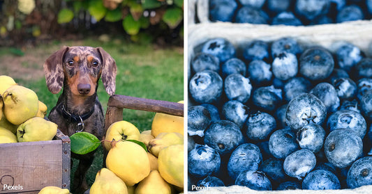 Strengthen Your Dog's Health Naturally with These 10 Immune-Boosting Foods