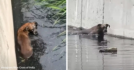 Split image of a brown dog stranded in dark floodwater beside a wall, shown in two views while partially submerged in a drainage canal.