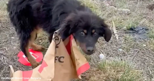 A black puppy stands outdoors tangled in a torn fast-food paper bag.