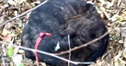 Black dog with red collar curled up under leaves.