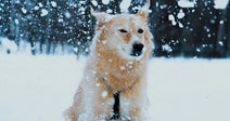 Light-colored dog sitting outdoors in heavy falling snow, with flakes covering its face and fur against a blurred winter background.