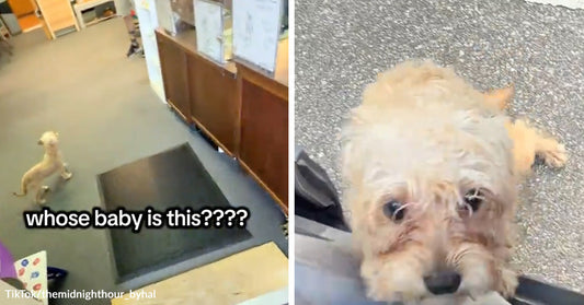 Woman Opens Her Car Door and an Abandoned Puppy Jumps Into Her Lap