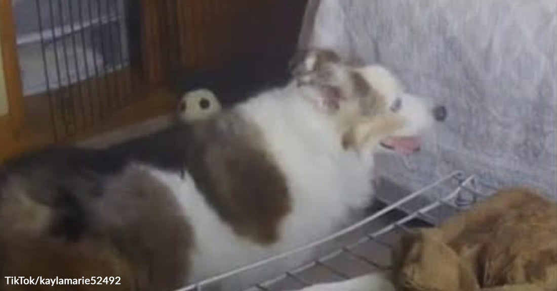 Small fluffy white-and-brown dog standing on a shelf or bed frame indoors, mouth open with an orange cat lying nearby.