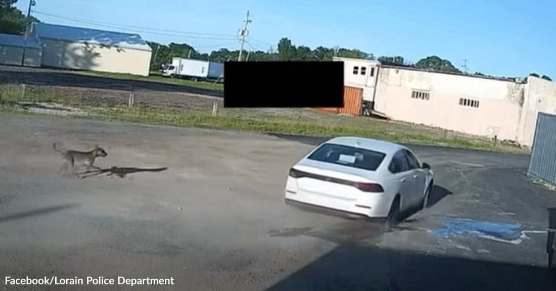 Security camera still shows a white car driving across a parking lot while a dog runs behind it in the distance.