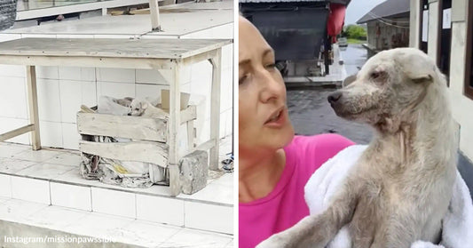 Tiny white dog lies inside a rough wooden crate under an outdoor table, then is held in a rescuer’s arms wrapped in a towel.