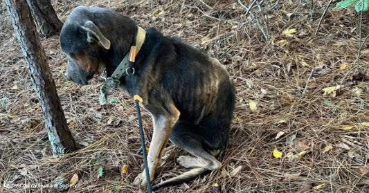 A dog sits on the ground among fallen pine needles in a forested area.