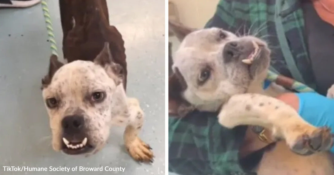 A small white dog bares its teeth in fear, then relaxes in someone’s arms in a split before-and-after rescue image.