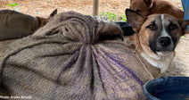 18 Dogs Tied in Sacks Rescued from Dog Meat Trade in India