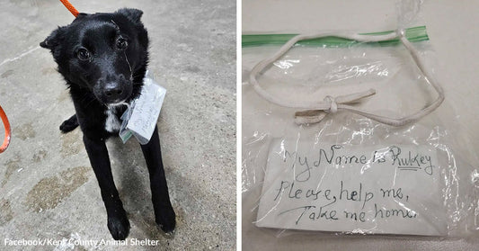 Small black dog with a note attached to its collar stands on concrete beside a close-up of the handwritten note in a plastic bag asking for help.