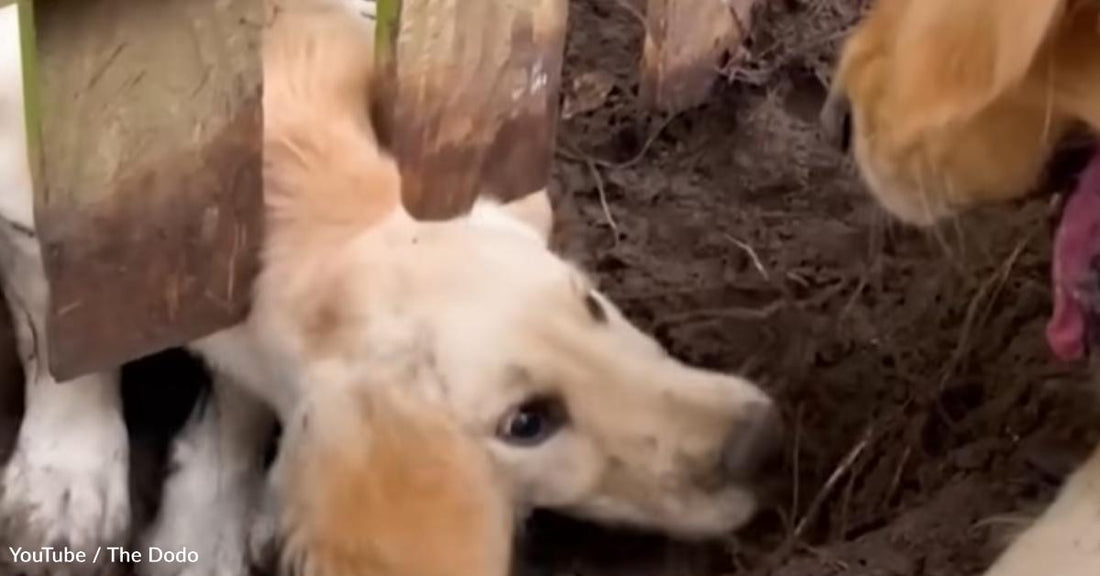 Golden Retriever Finds a Forever Friend with the Puppy Next Door