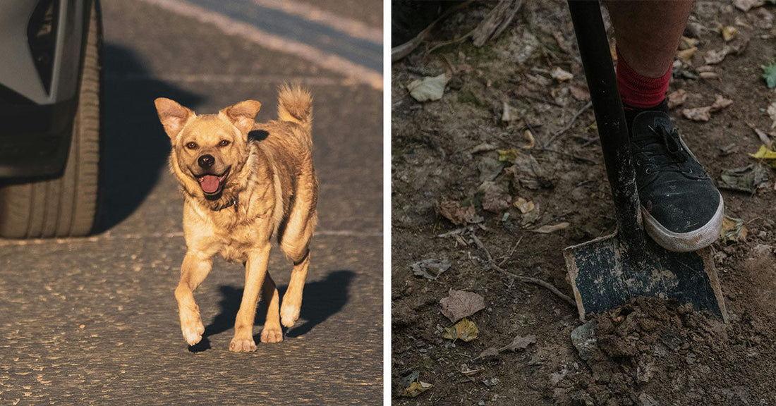 Split image showing a tan dog running on a road near a car tire on the left, and a foot pressing a shovel into dirt on the right.