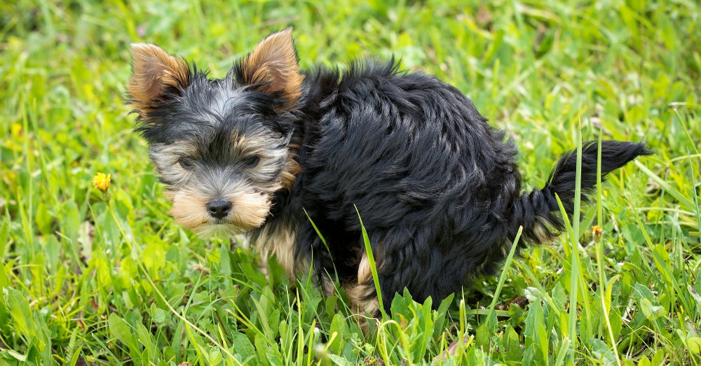 Australian Man Was Fed Up With Dog Poo In His Front Lawn, So He Took Matters Into His Own Hands