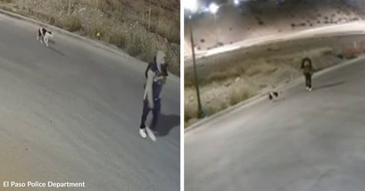 Security camera stills show a person standing in a road at night while a dog moves nearby.