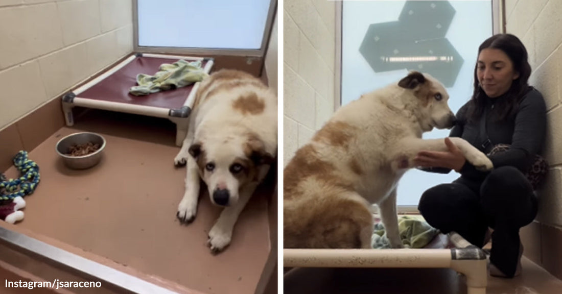 A large white-and-tan dog lies low in a kennel beside a raised bed and food bowl, then gently offers a paw to a woman sitting with him.