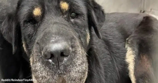 Close-up of an elderly black-and-tan dog with graying fur around its muzzle and gentle eyes.