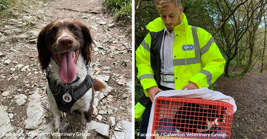 Heroic Dog Daisy Leads Dramatic Rescue of Cat Trapped in Mineshaft