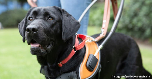 Dog Retires After a Decade of Changing the Life of a Kid as His Autism Guide Dog