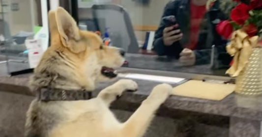 Friendly Dog Visits Police Station to Report Himself Missing