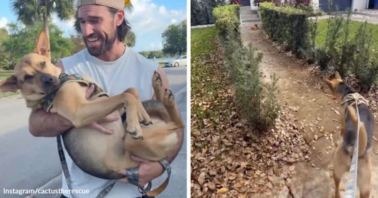Split image of a man carrying a relaxed tan dog outside, then the dog cautiously walking along a garden path.