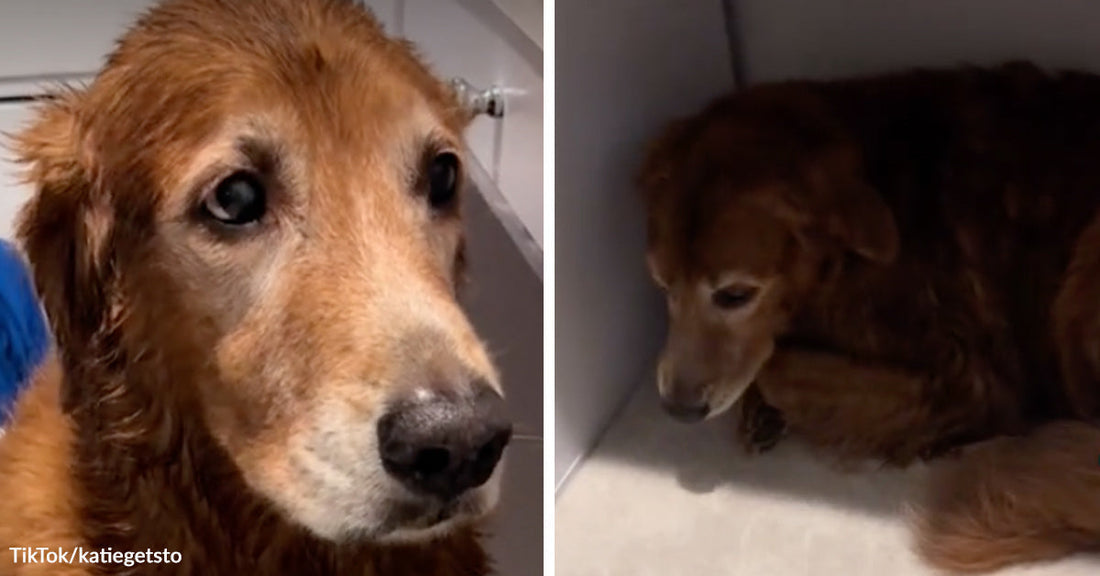 Split-screen of an older golden retriever, first shown wet and close-up in a bath or shower, then standing hunched and uneasy in a small indoor space.