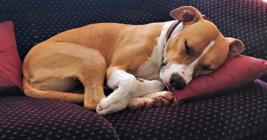 Dog Sleeping Positions And What They Mean