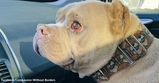 Close-up of a light-colored dog with a patterned collar sitting in a car.
