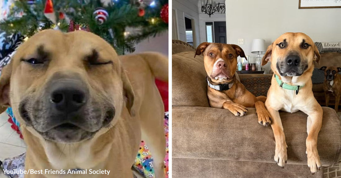 Split image of a content dog near a Christmas tree and two dogs leaning over a couch in a living room.