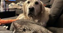 A golden retriever rests on a couch behind a gray cat in the foreground, both looking toward the camera in a cozy living room.