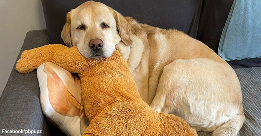 A yellow Labrador lies on a couch hugging a large plush stuffed animal like a pillow.