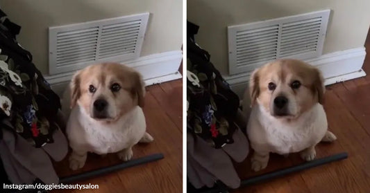 Split image of a small fluffy tan-and-white dog sitting indoors beneath a wall vent, looking up in both frames.