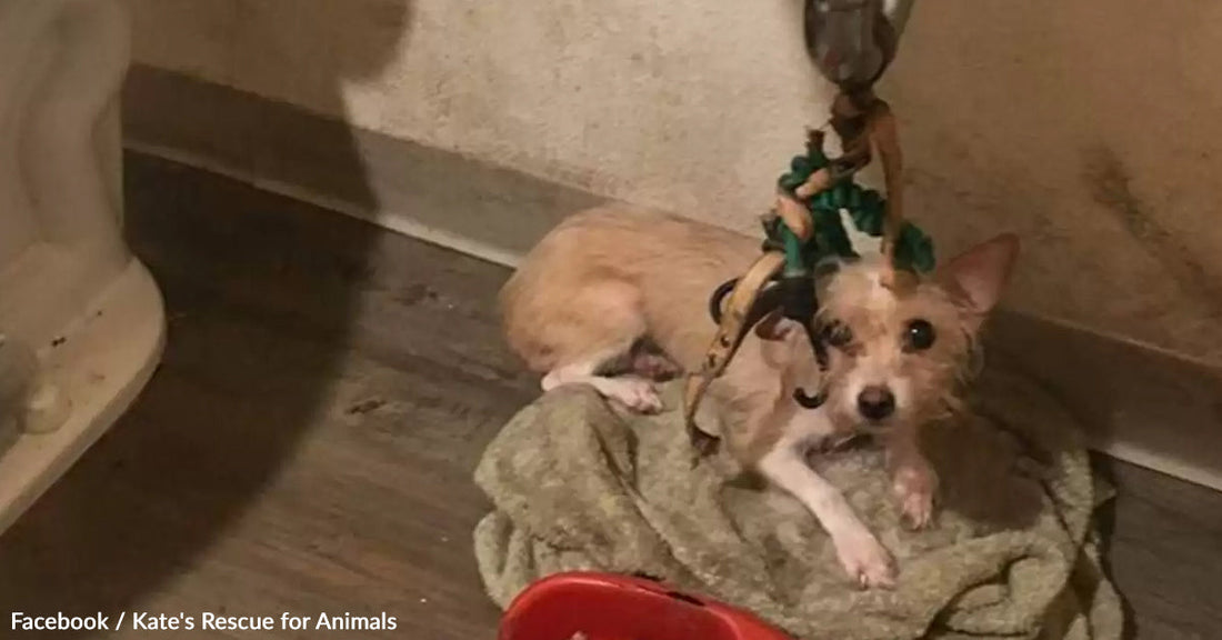 Small dog sitting on a blanket, tethered to a hook in a dim room.