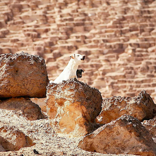 Stop The Beatings And Butchery Of Dogs In Egypt