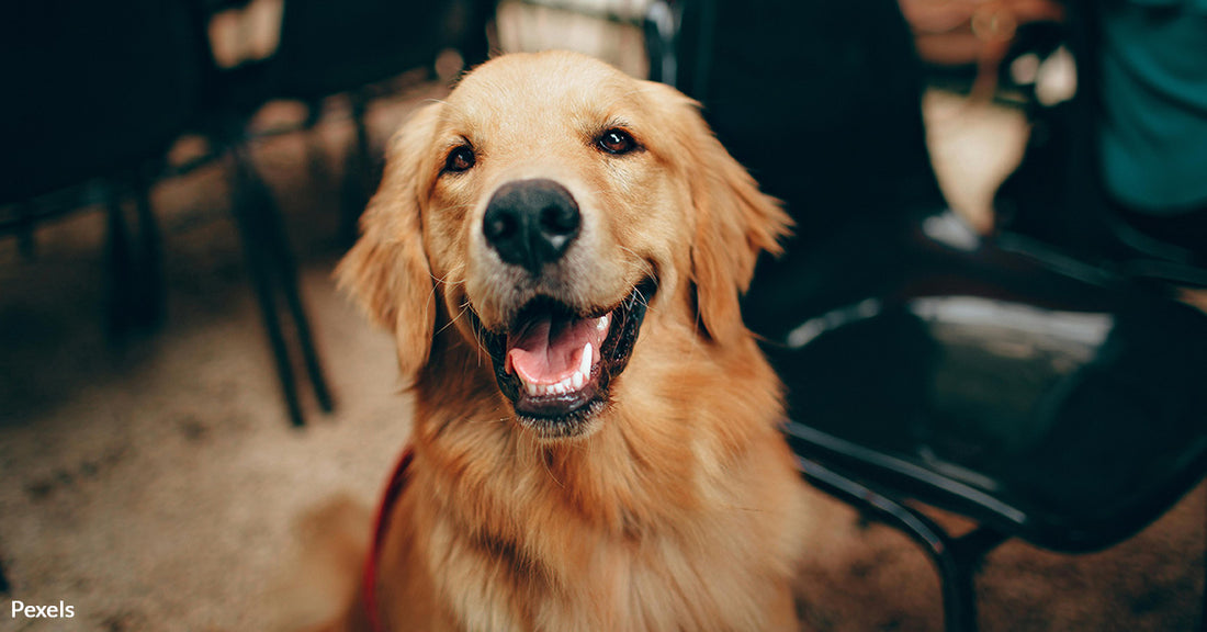 Study Shows Dogs Learn Faster and Happier with Praise and Petting