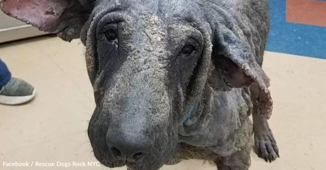 Close-up of a wrinkled dog looking curiously at the camera indoors.