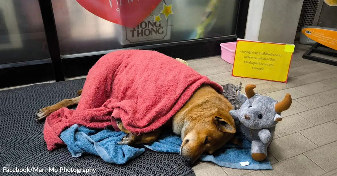 A brown dog sleeps indoors on towels under a red blanket beside a stuffed toy.