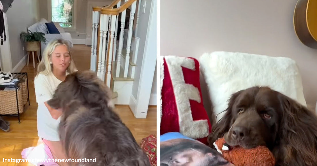 Split image of a large fluffy dog beside a woman in a bright room, then resting on a chair with a stuffed toy.